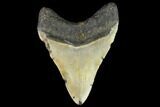Fossil Megalodon Tooth - North Carolina #109859-2
